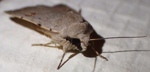 Caradrina kadenii